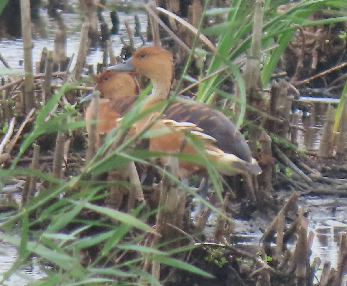 Fulvous Whistling-Duck - Kitty Blassey