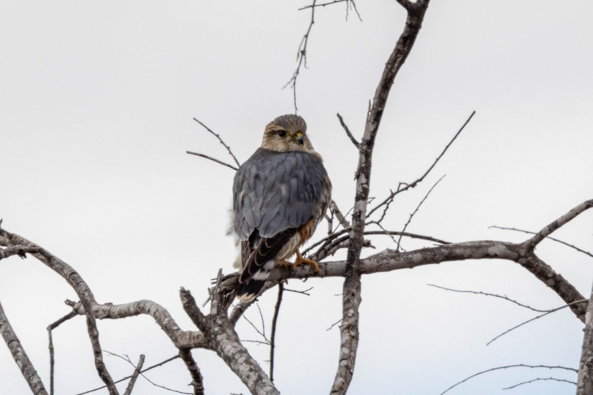 Merlin (Prairie) - ML618524867