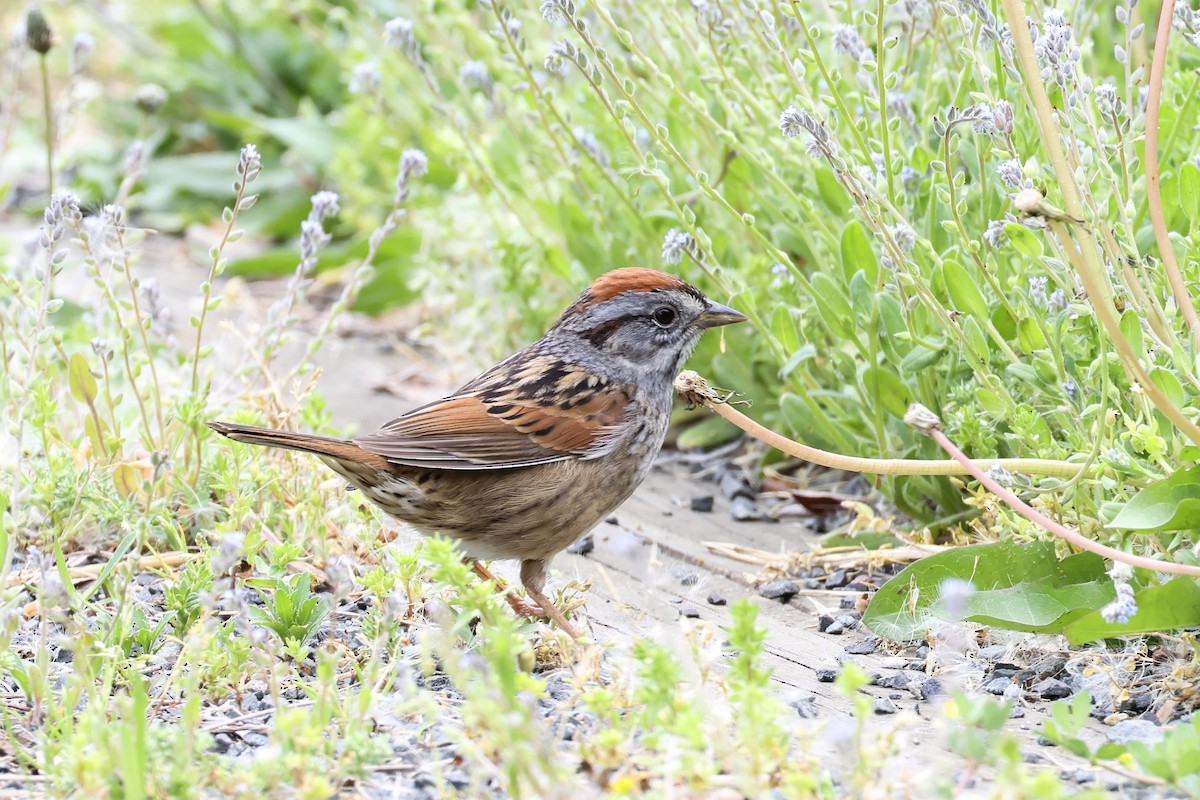 Swamp Sparrow - ML618524879