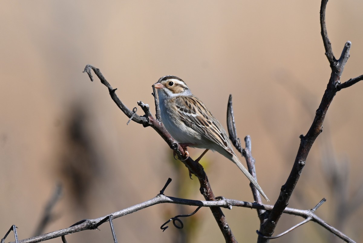 Clay-colored Sparrow - ML618524885