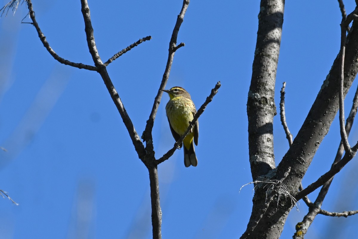 Palm Warbler - ML618524902