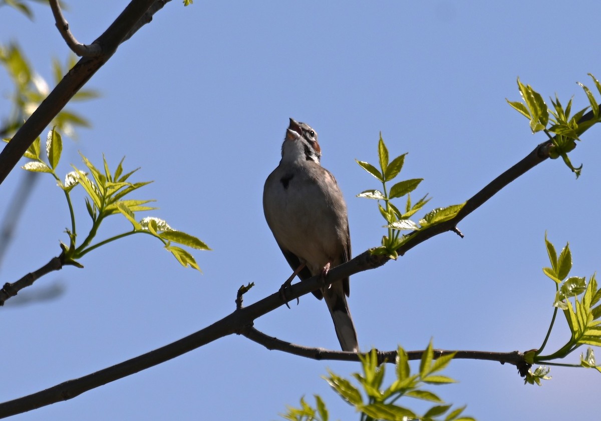 Lark Sparrow - ML618524906