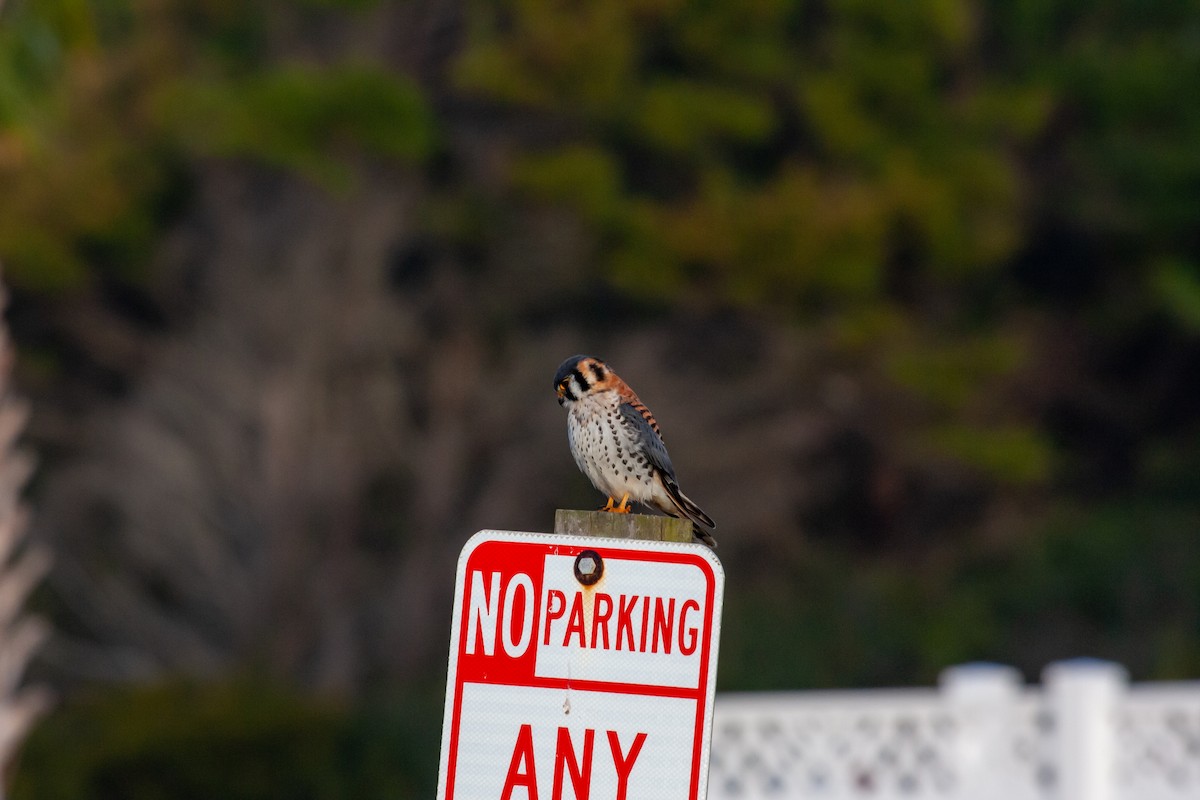 American Kestrel - ML618524909