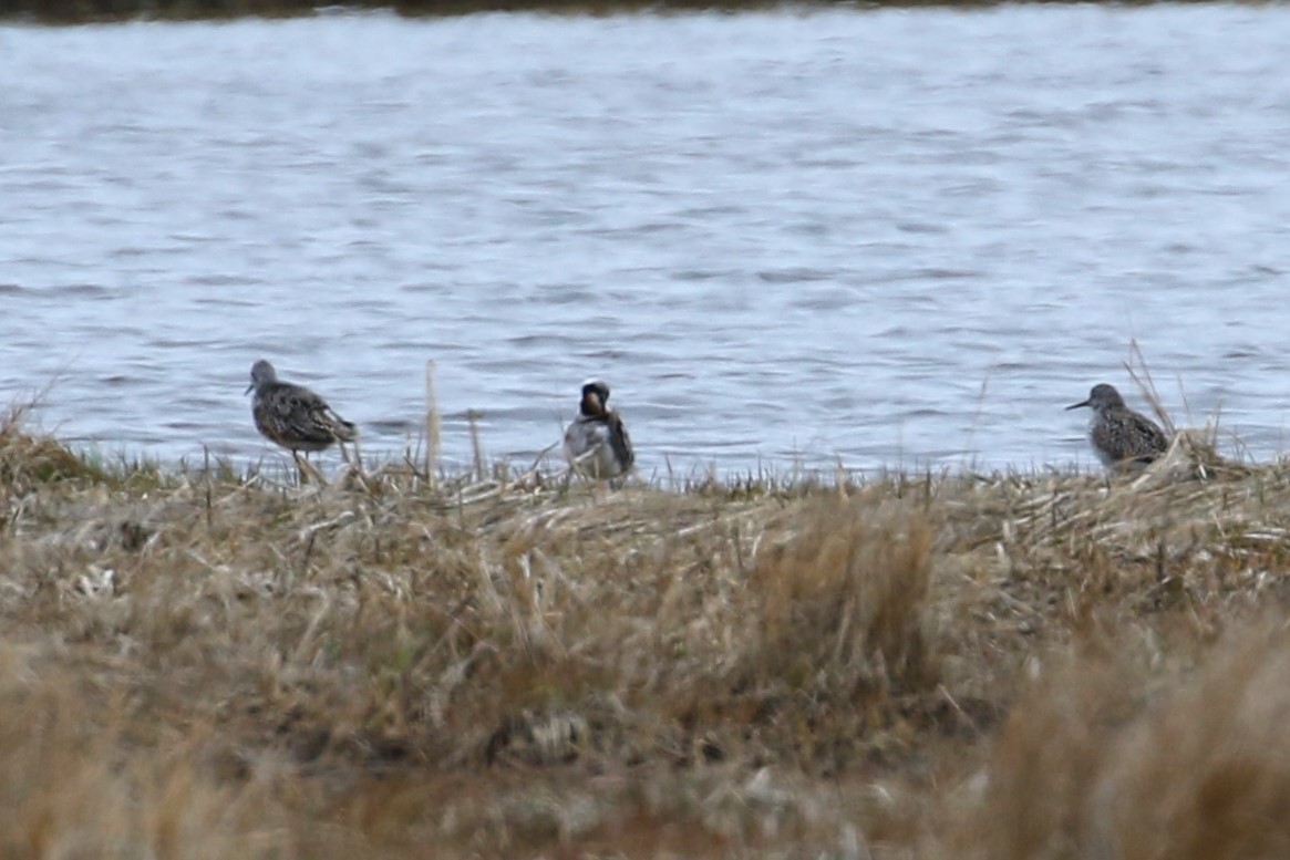 Wilson's Phalarope - ML618524951