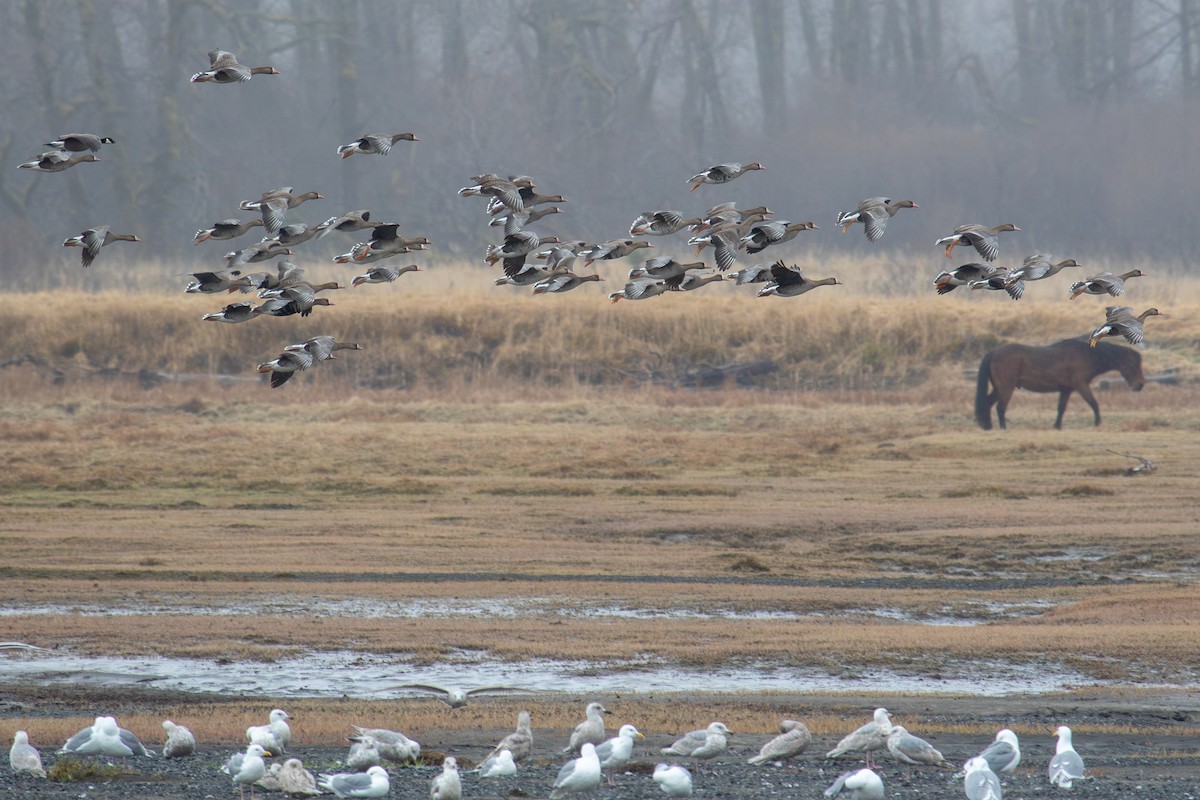 Greater White-fronted Goose - Robin Corcoran