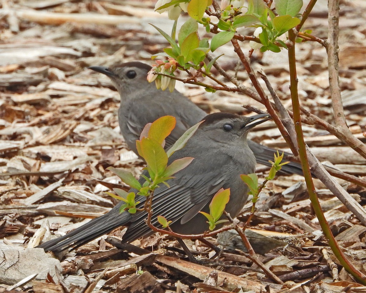 Gray Catbird - Aubrey Merrill