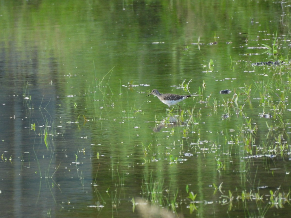 Solitary Sandpiper - ML618525008