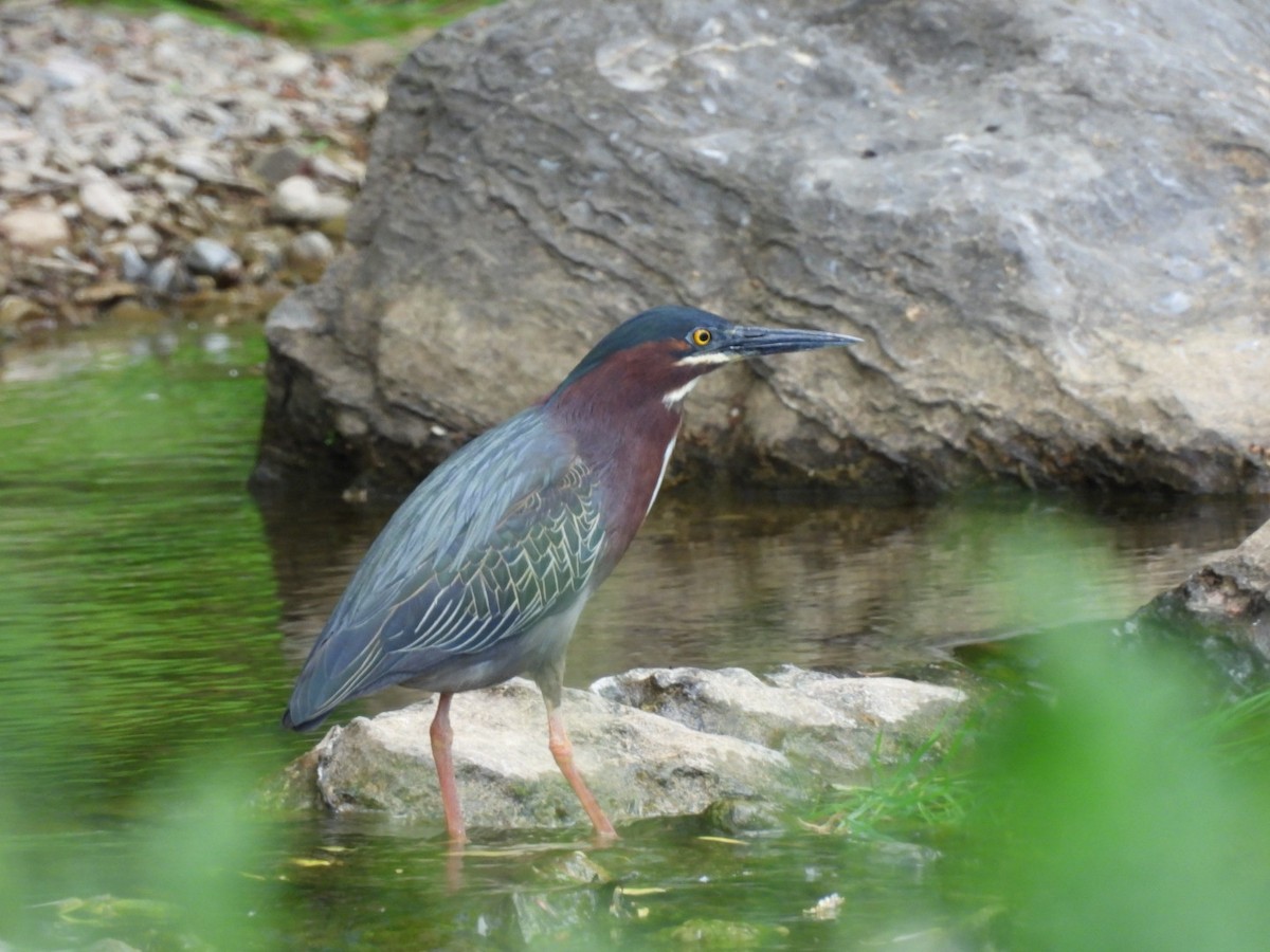 Green Heron - ML618525019