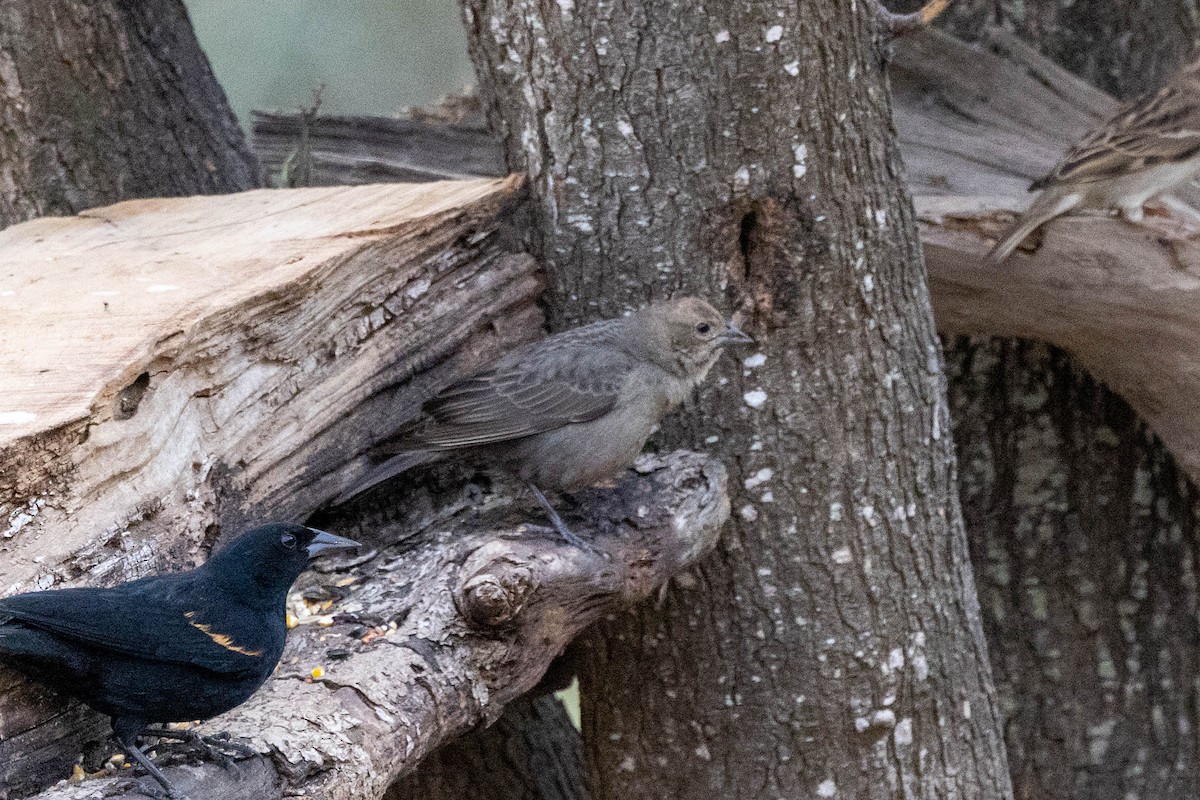 Brown-headed Cowbird - Eric Gustafson