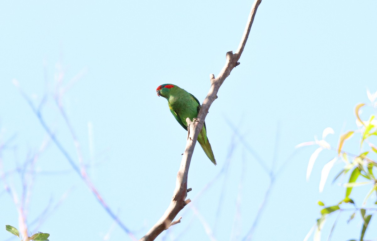 Musk Lorikeet - Kye Turnbull