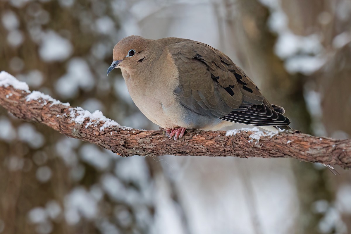 Mourning Dove - Laval Roy