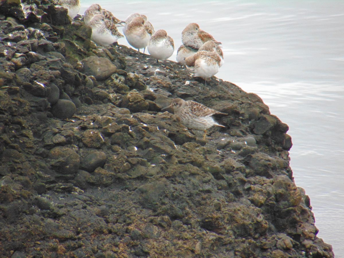 Purple Sandpiper - ML618525037