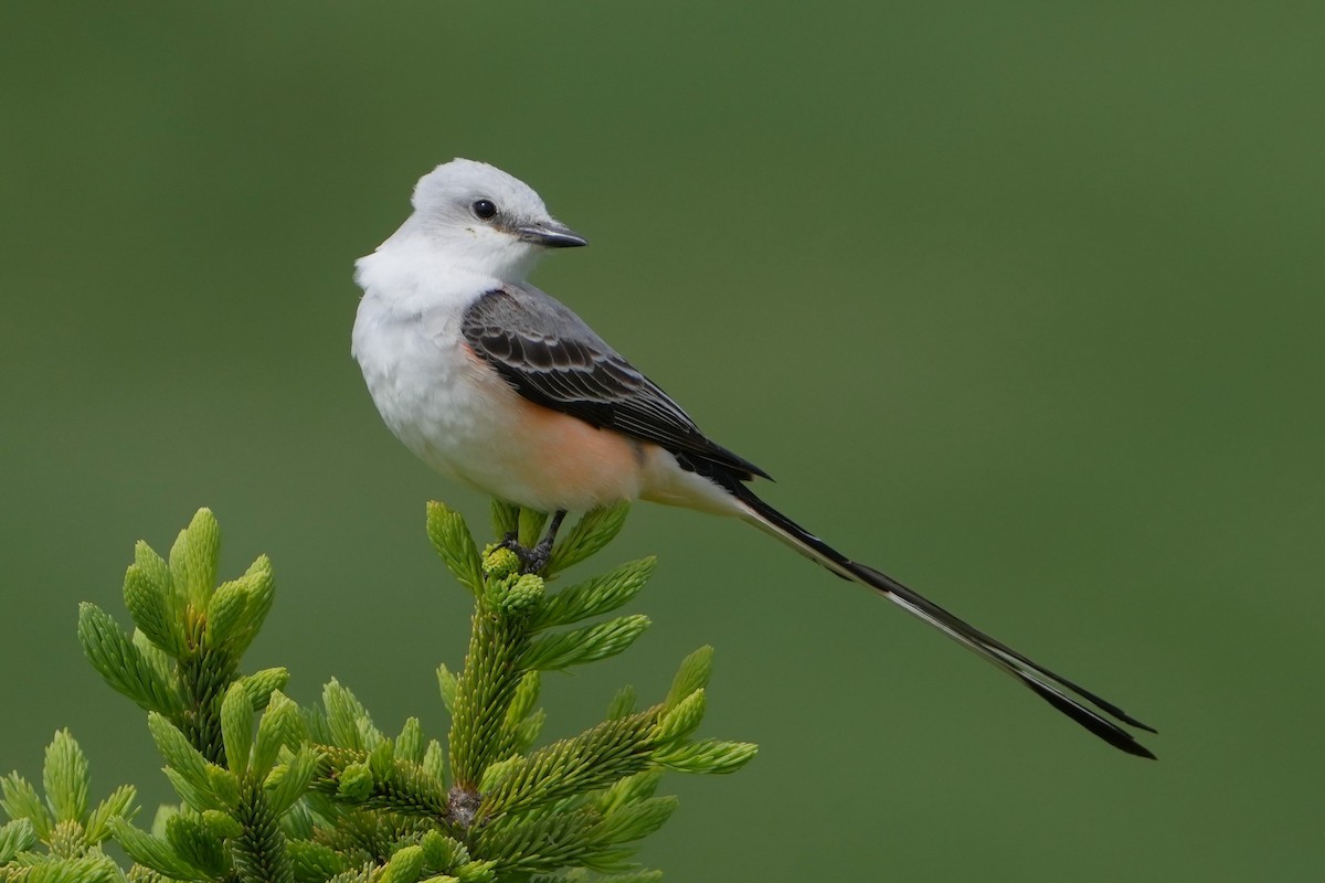 Scissor-tailed Flycatcher - Thane Dinsdale