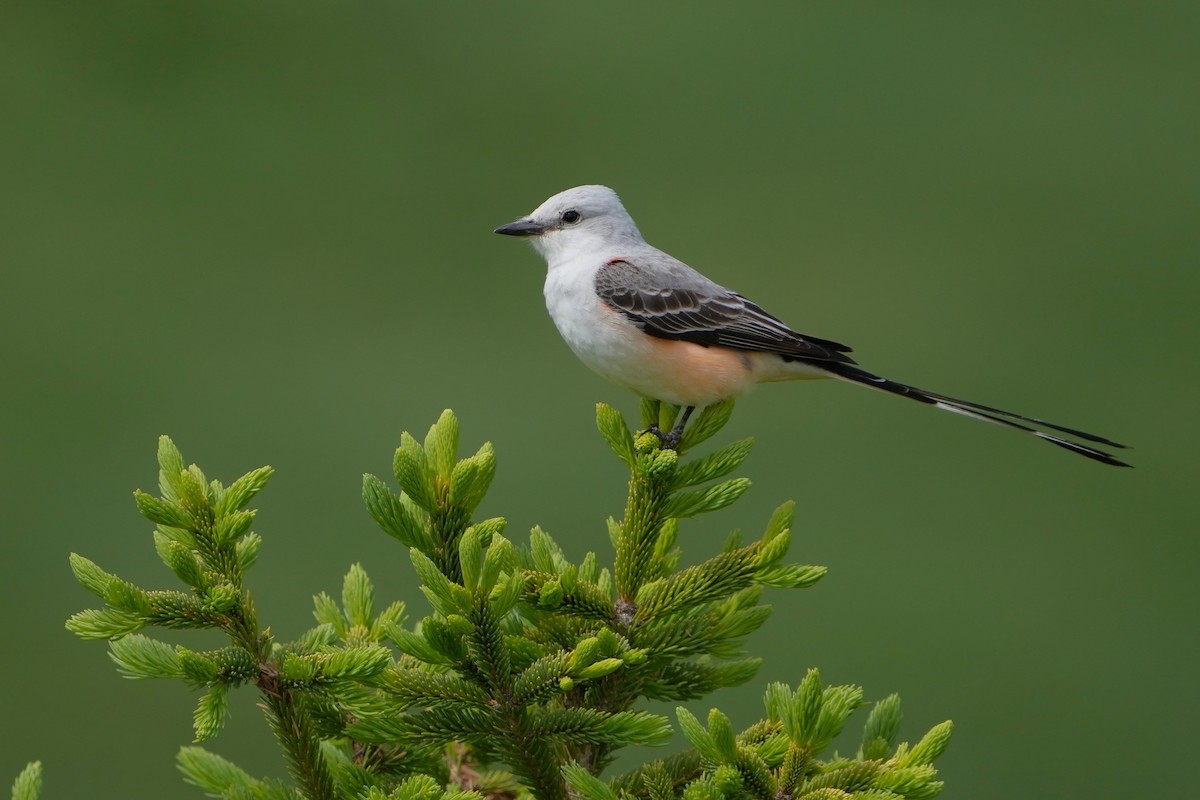 Scissor-tailed Flycatcher - ML618525053