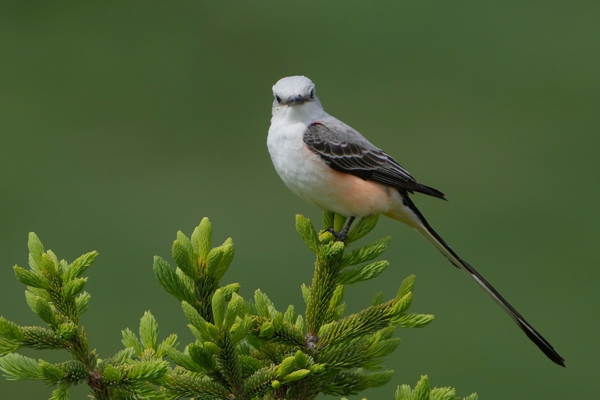 Scissor-tailed Flycatcher - ML618525056