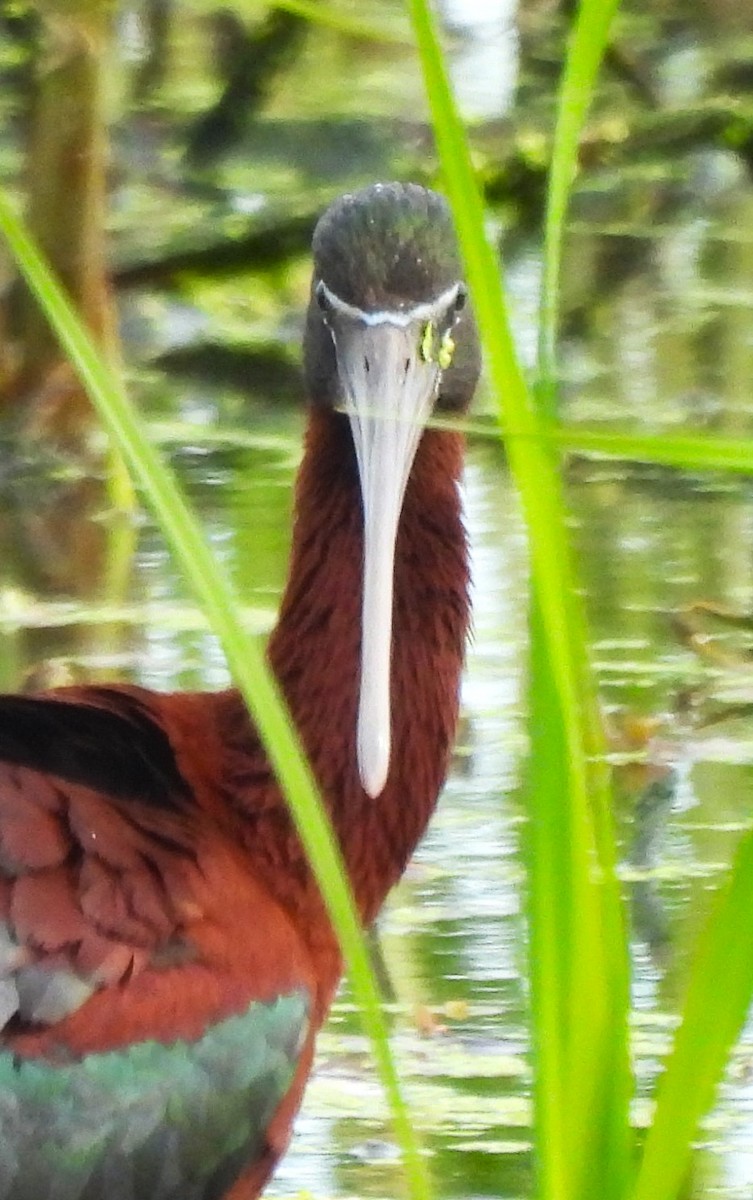 Glossy Ibis - ML618525064