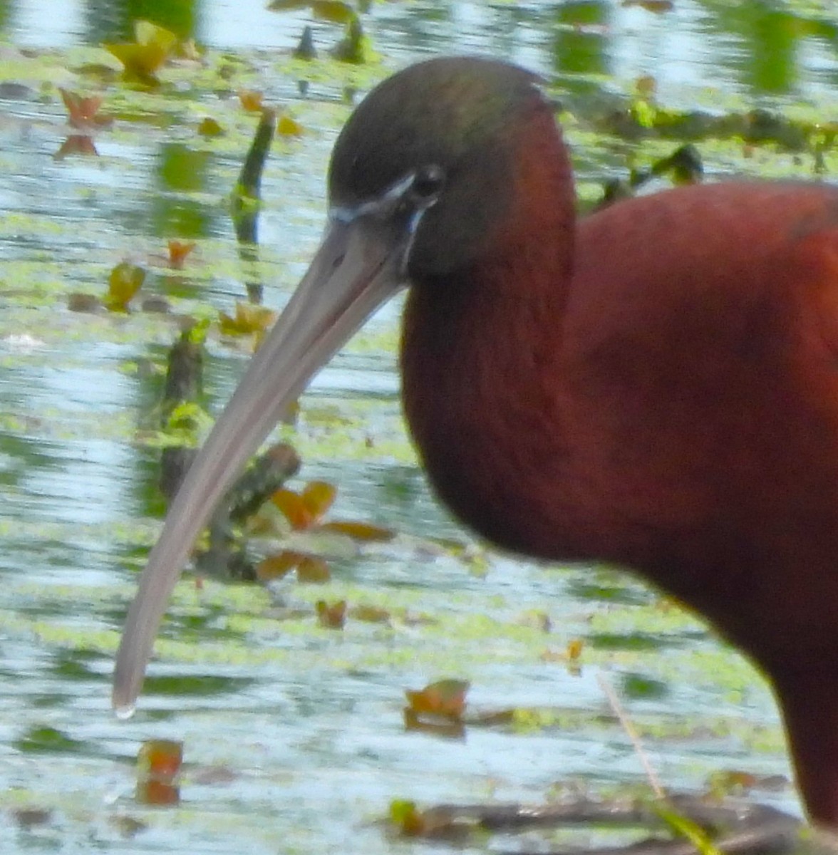 Glossy Ibis - Paul McKenzie