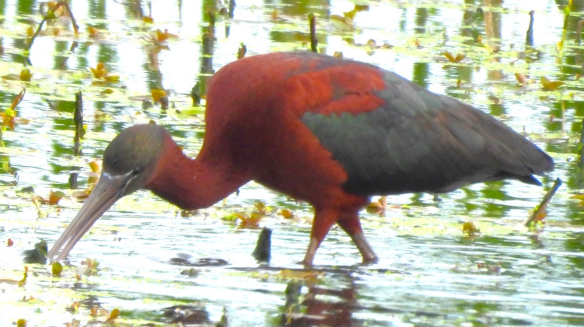 Glossy Ibis - ML618525070