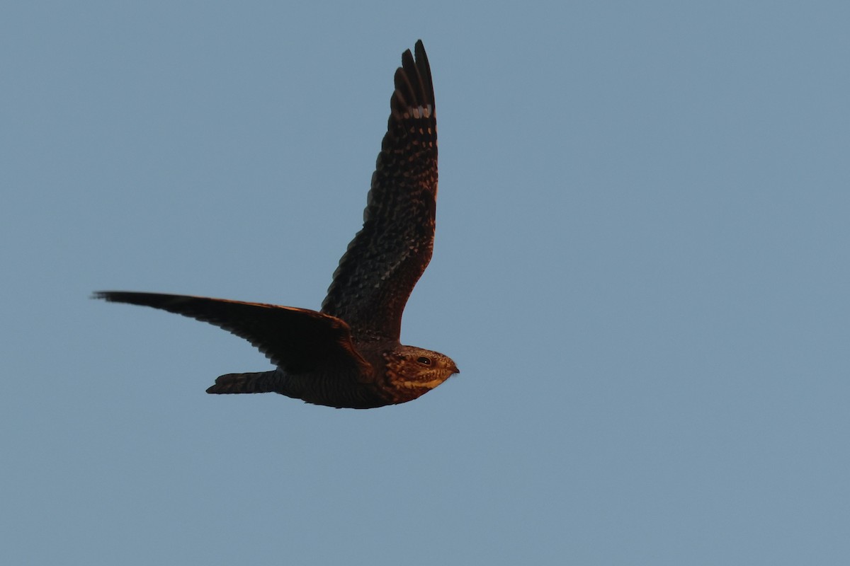 Lesser Nighthawk - Tom Forwood JR