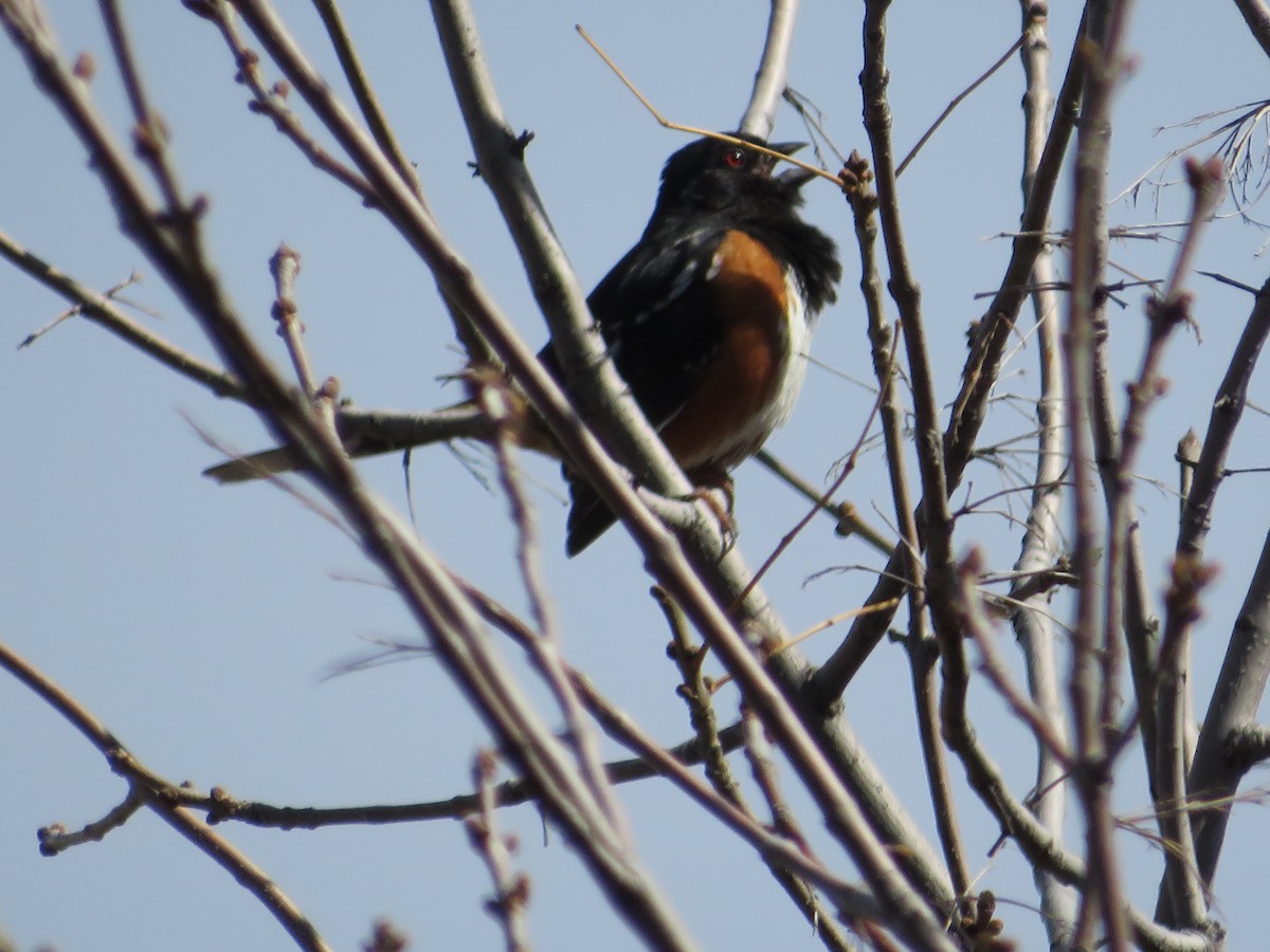 Spotted Towhee - ML618525082