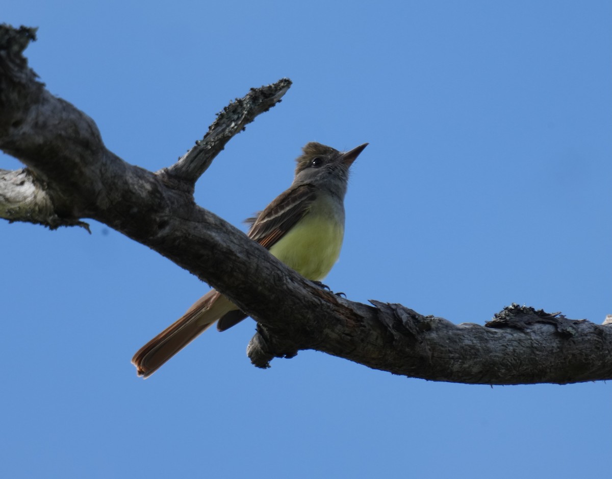 Great Crested Flycatcher - ML618525095