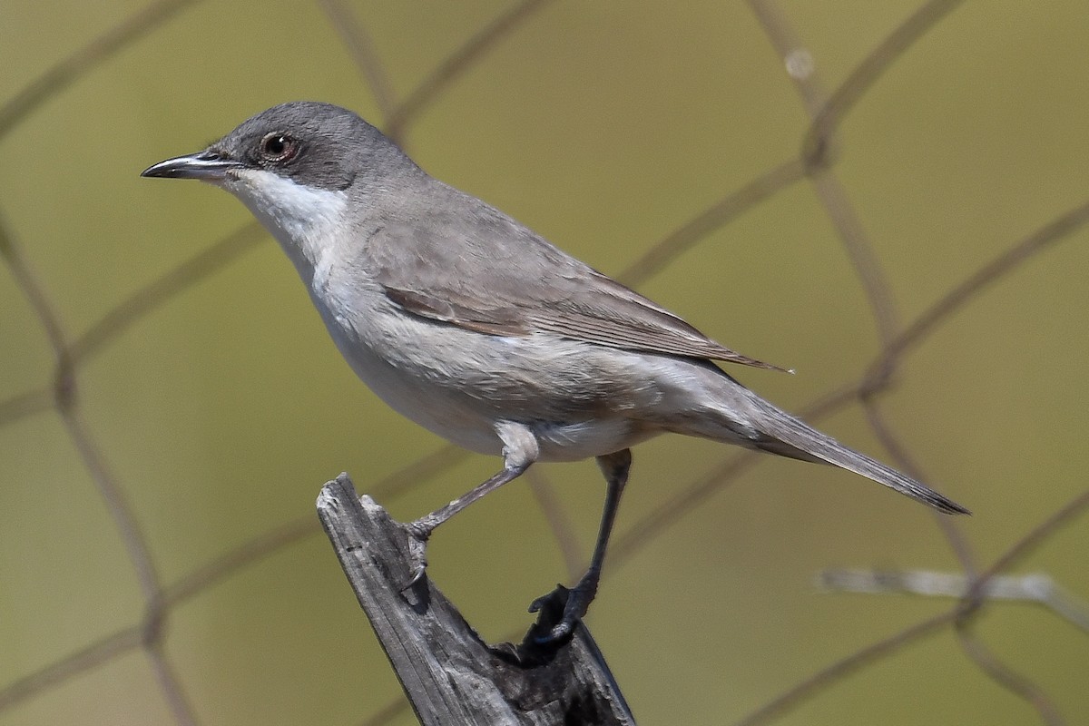 Eastern Orphean Warbler - Bill Asteriades