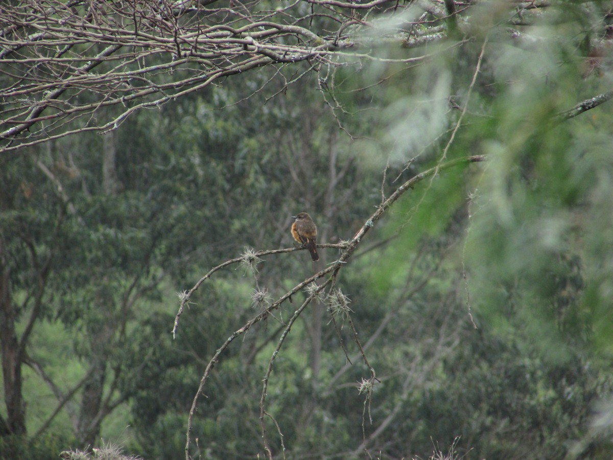 Streak-throated Bush-Tyrant - Fernanda Salazar Vaca