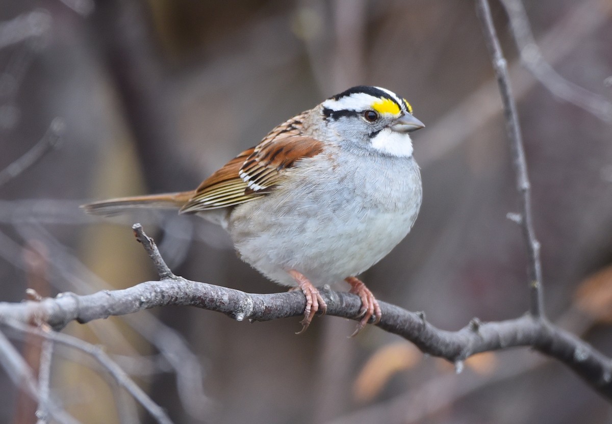 White-throated Sparrow - ML618525129
