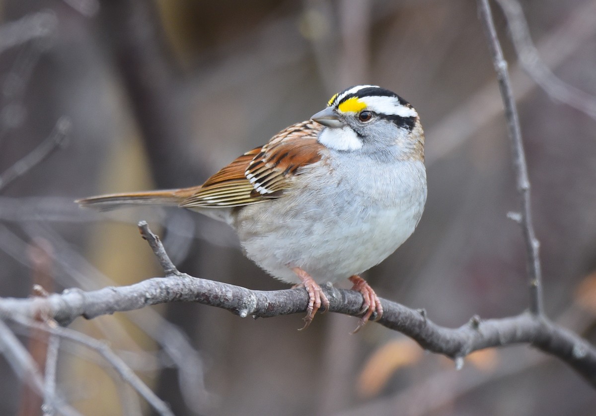 White-throated Sparrow - ML618525130