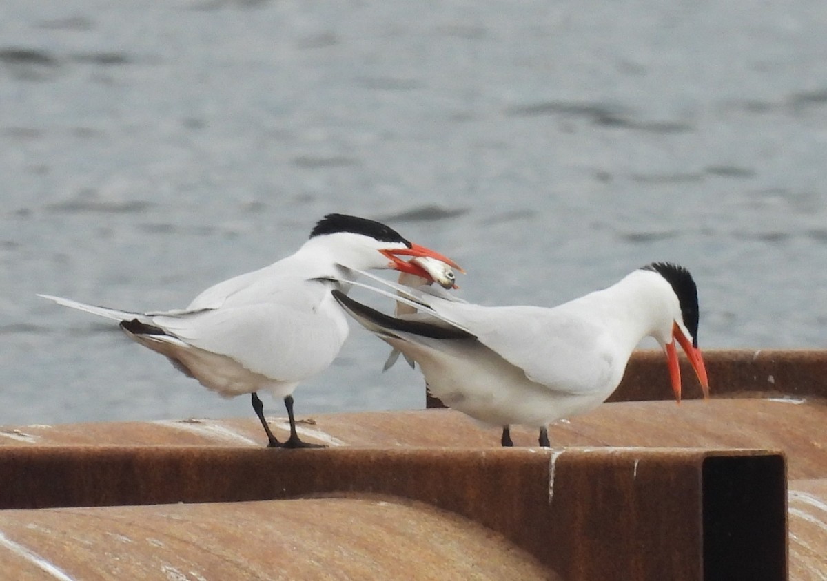 Caspian Tern - ML618525138