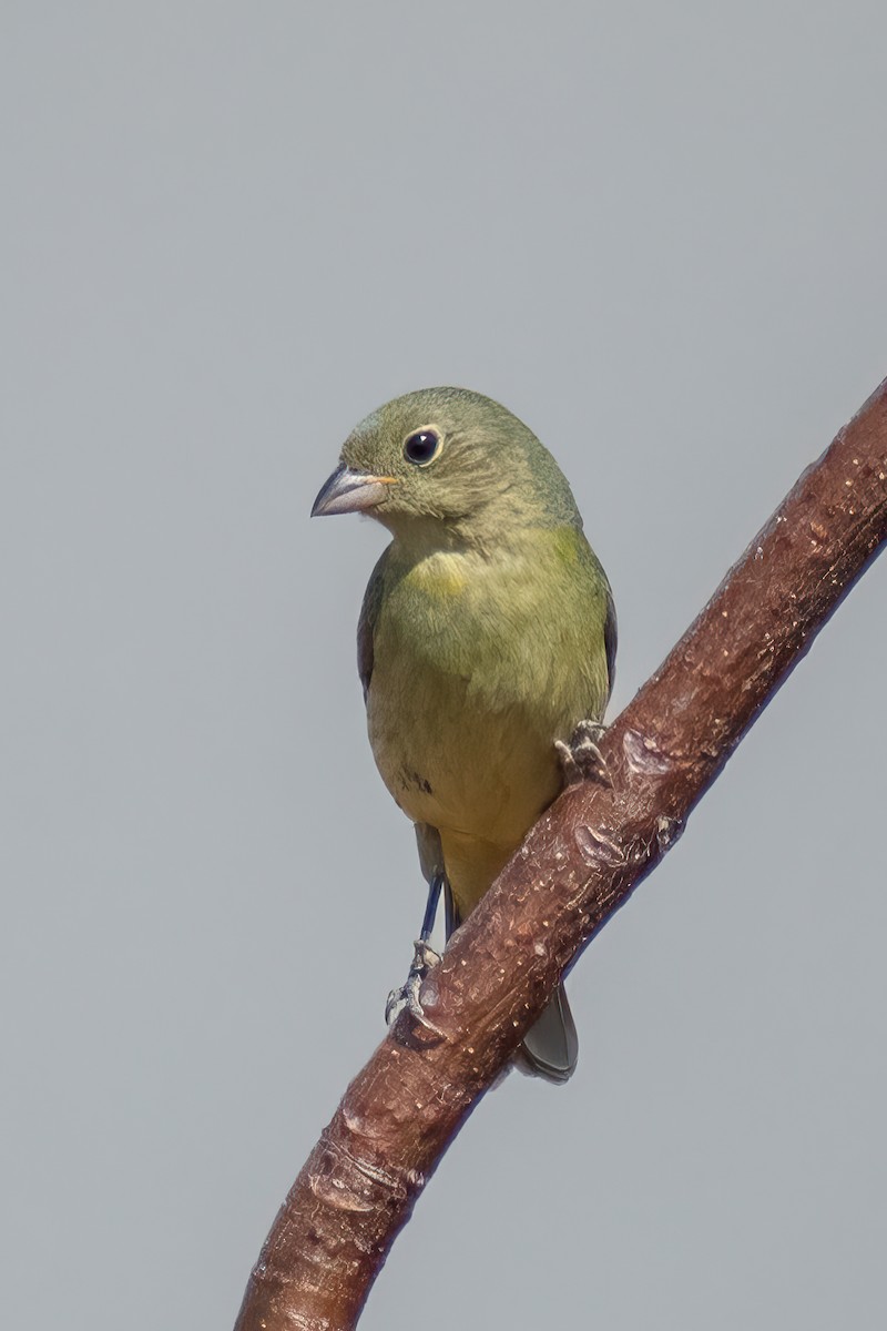 Painted Bunting - ML618525140