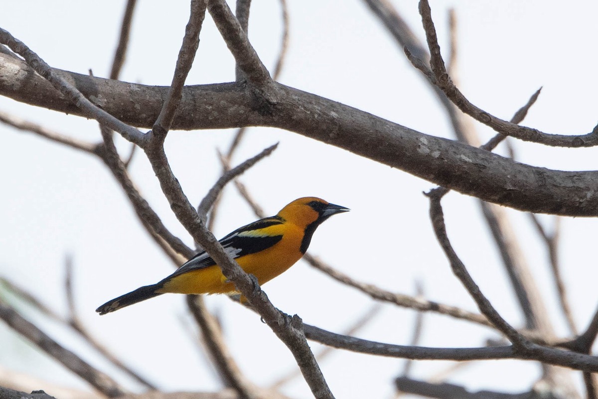 Streak-backed Oriole - ML618525162