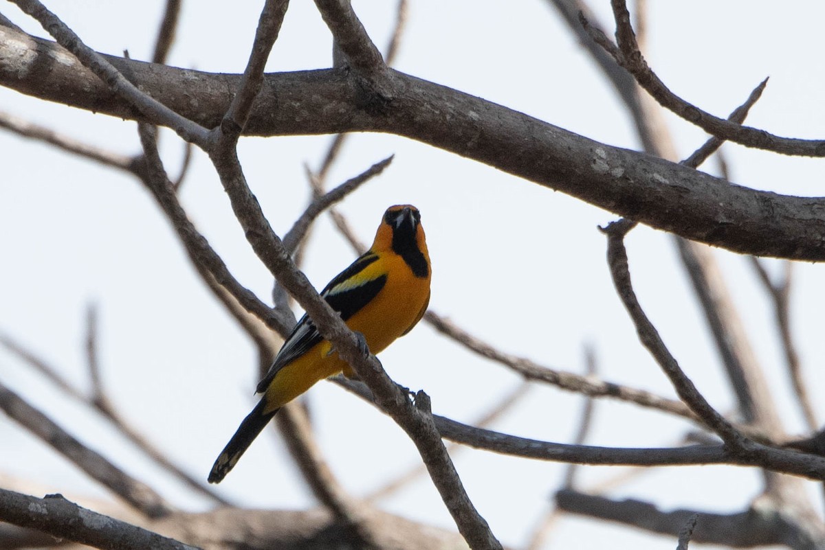 Streak-backed Oriole - ML618525163