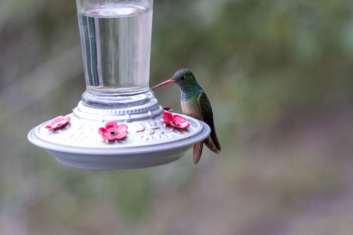 kolibřík yukatanský (ssp. cerviniventris/chalconota) - ML618525170