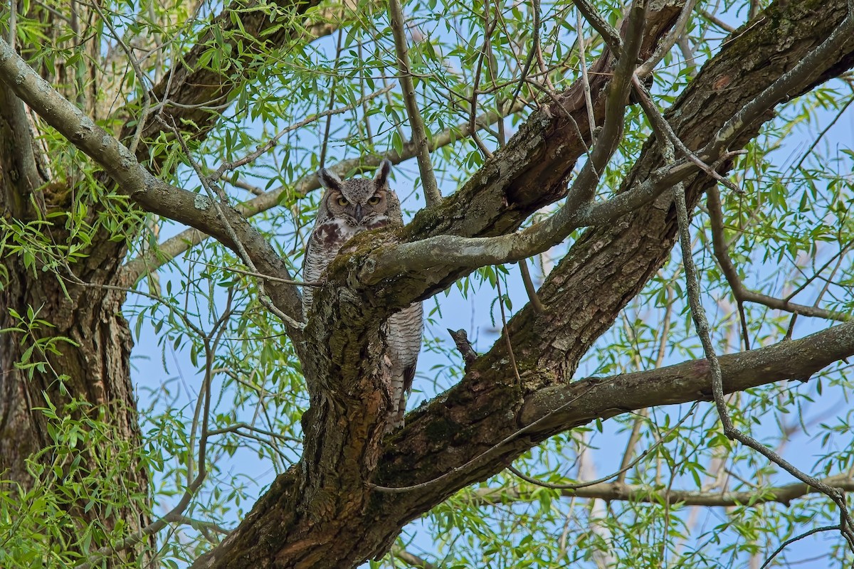 Great Horned Owl - ML618525181