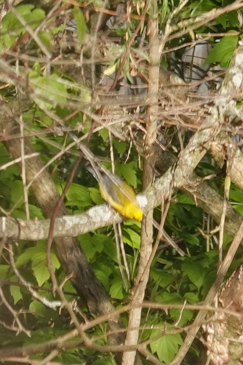 Prothonotary Warbler - ML618525209