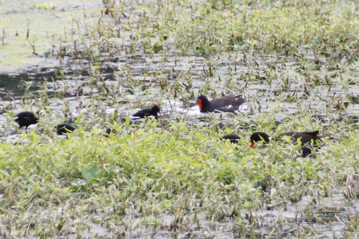 Common Gallinule - Maggie Paxson