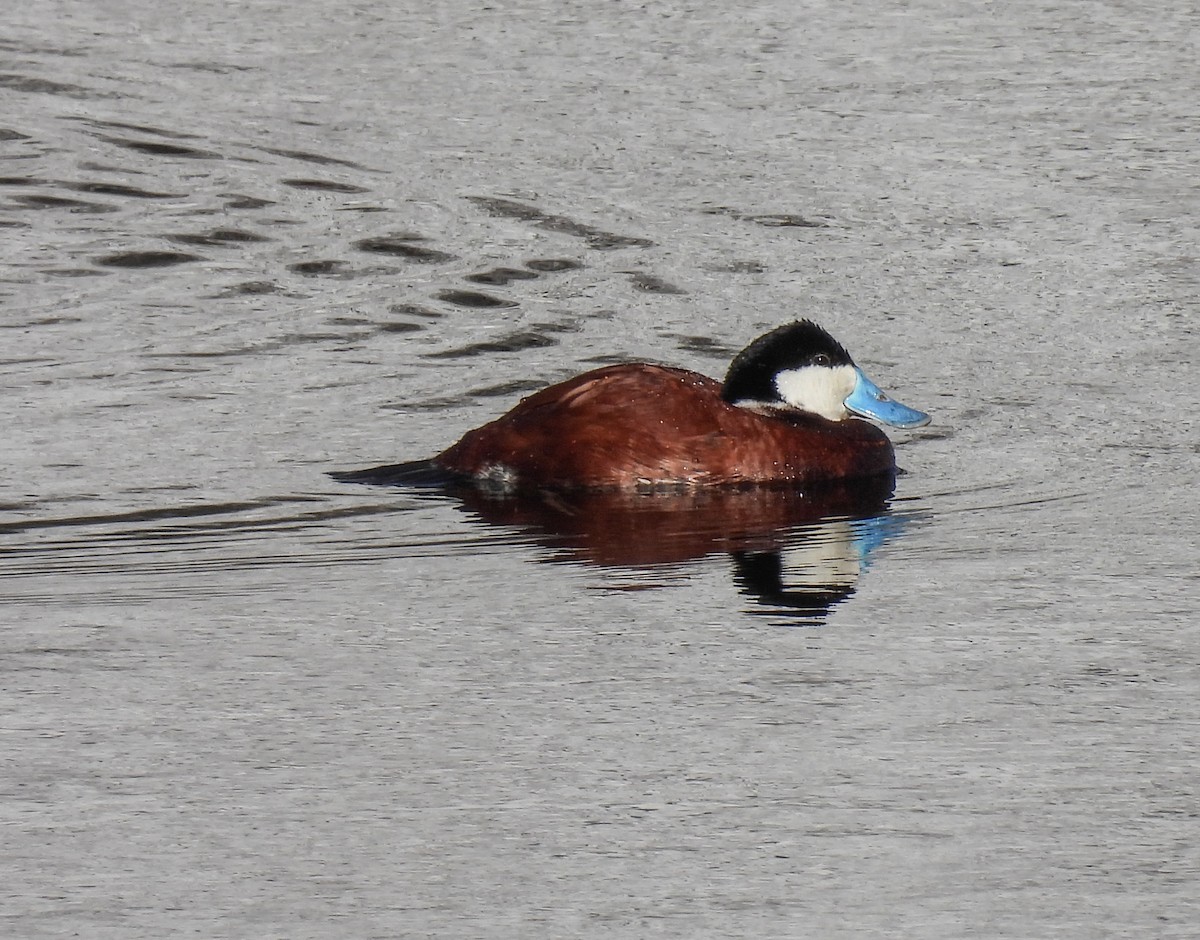 Ruddy Duck - ML618525240