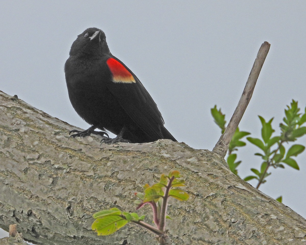 Red-winged Blackbird - Aubrey Merrill