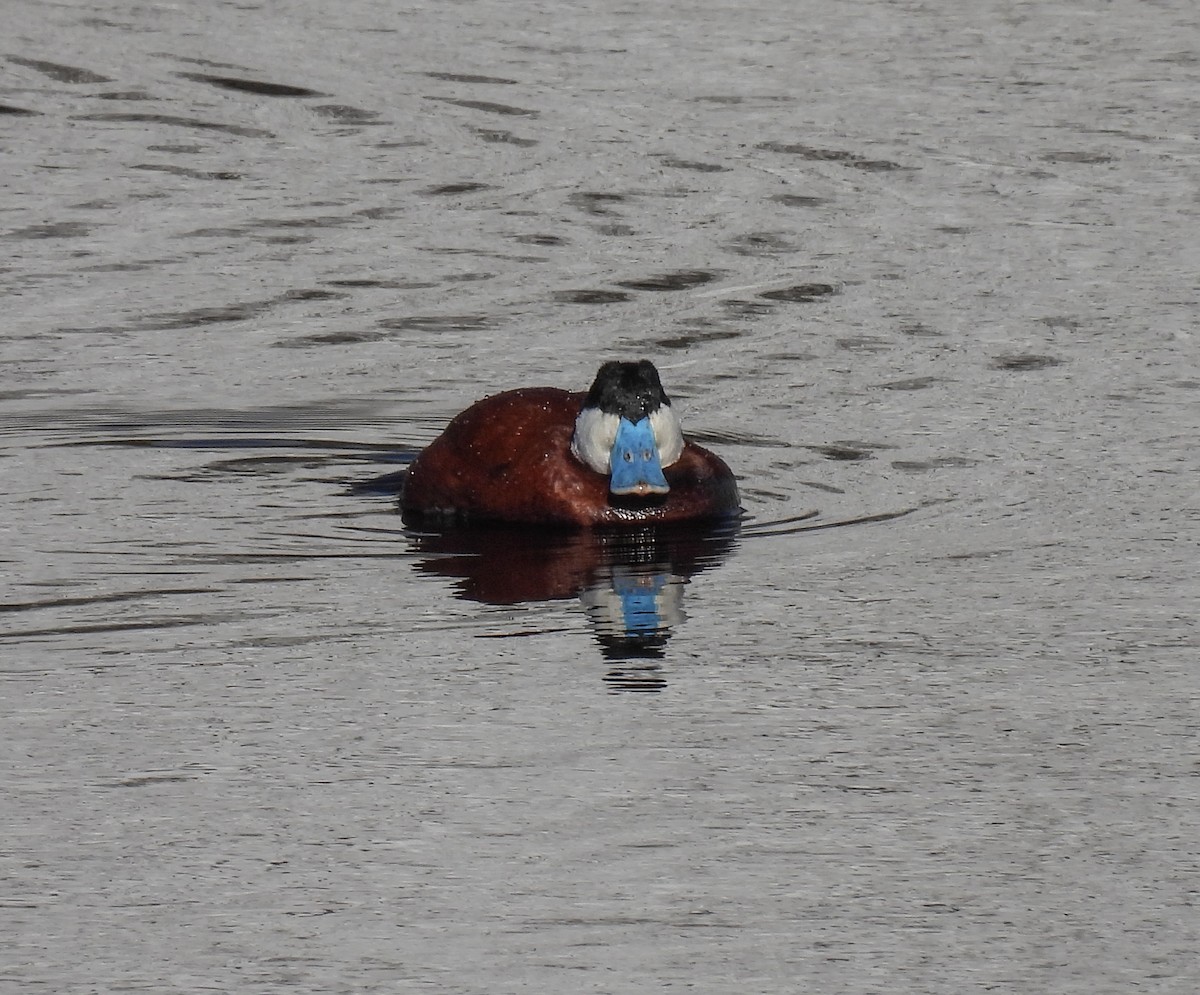 Ruddy Duck - ML618525242