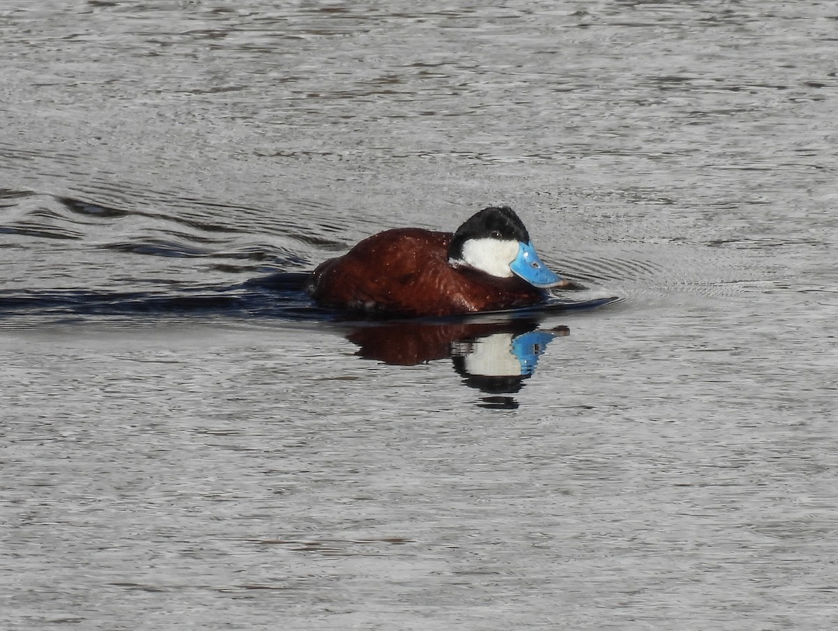 Ruddy Duck - Sara Gravatt-Wimsatt