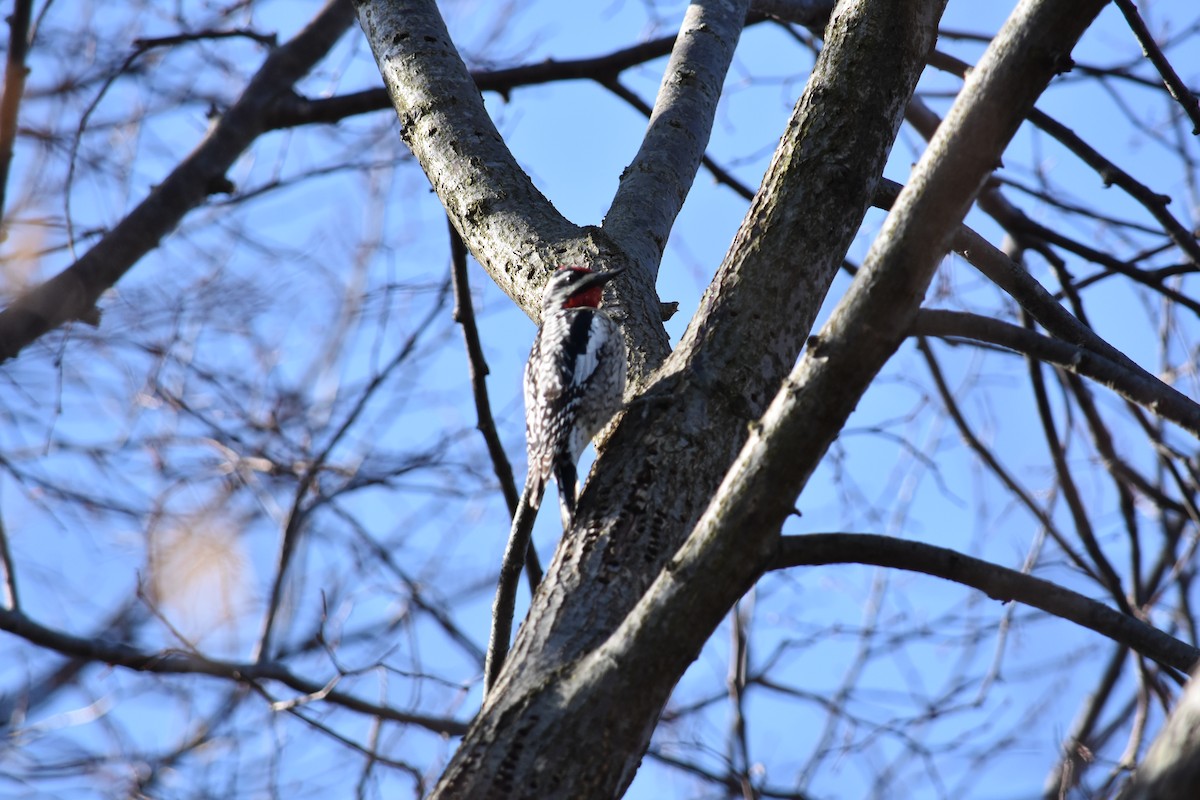 Yellow-bellied Sapsucker - Charlie Ripp