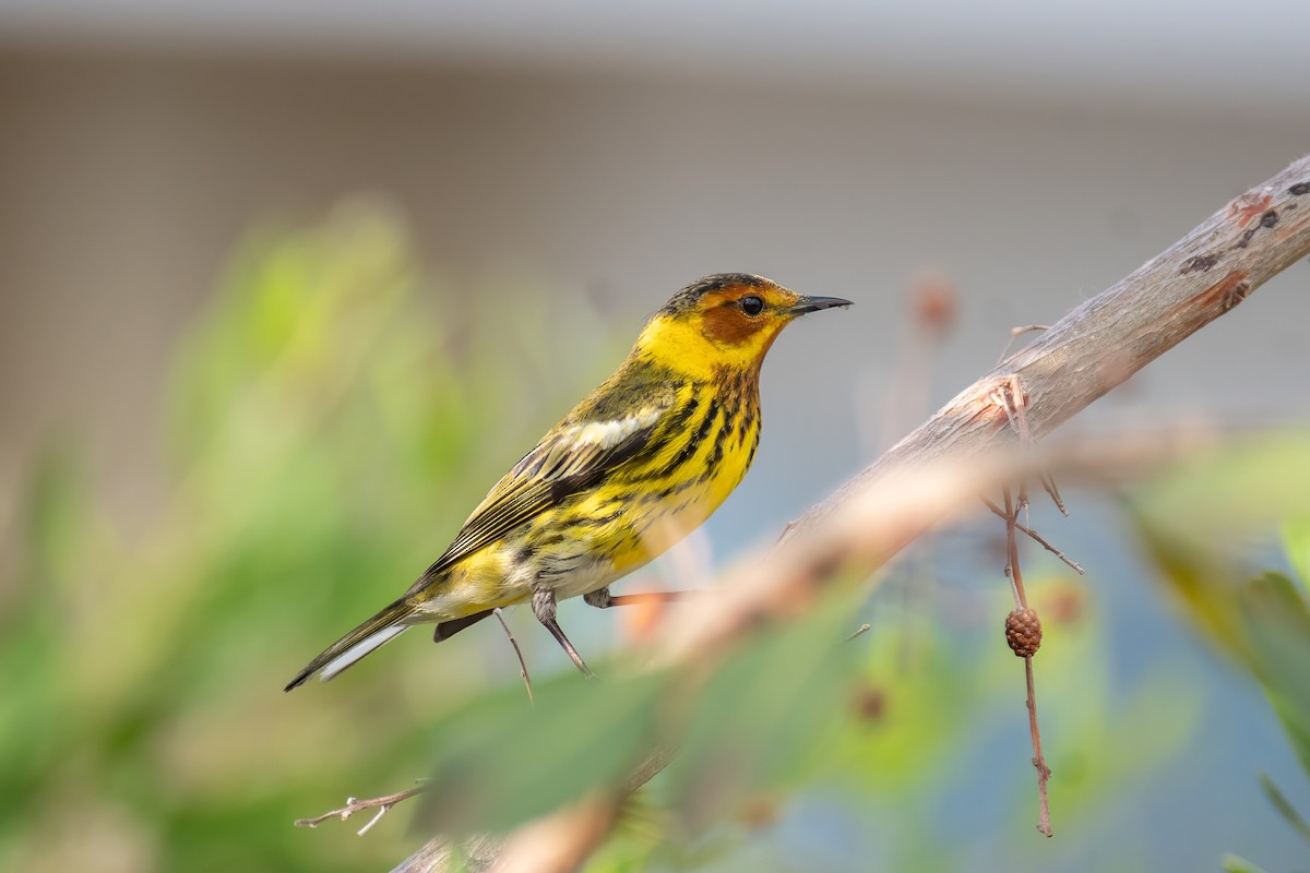 Cape May Warbler - ML618525279