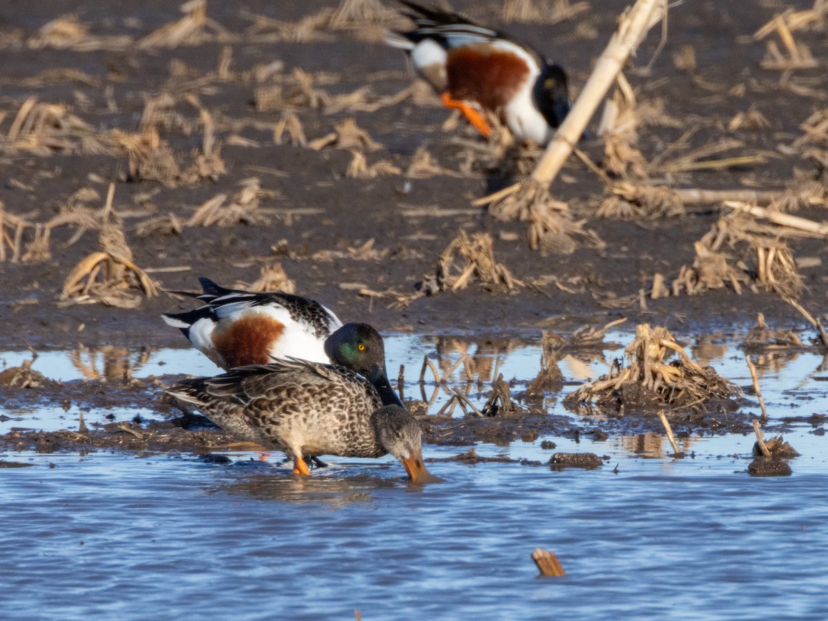 Northern Shoveler - ML618525280