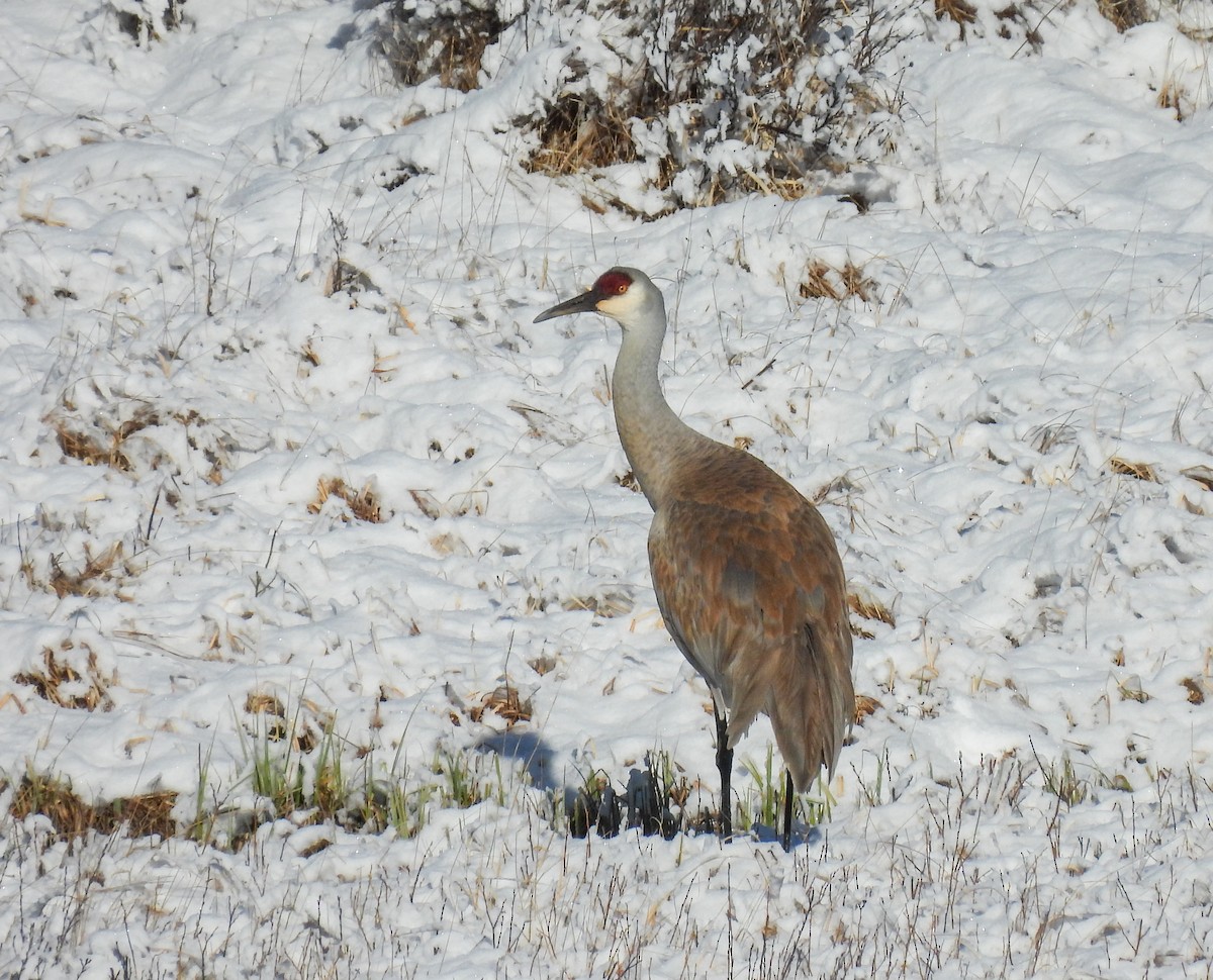 Sandhill Crane - ML618525293