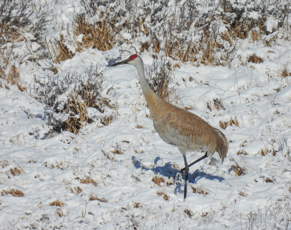 Sandhill Crane - ML618525294