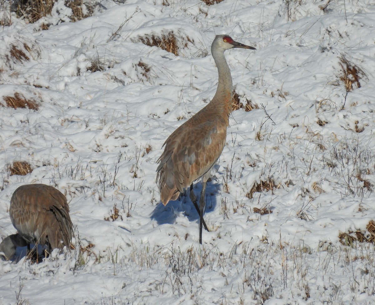 Sandhill Crane - ML618525298