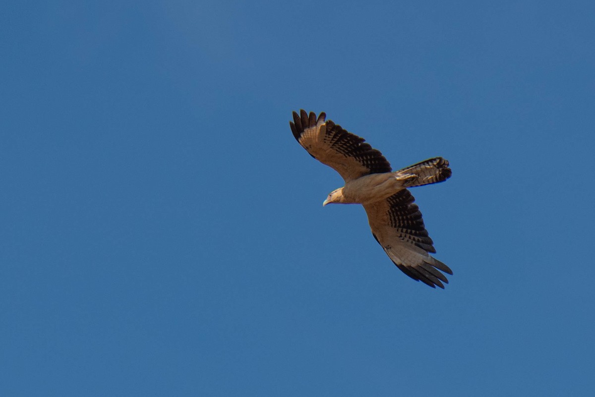 Yellow-headed Caracara - ML618525306