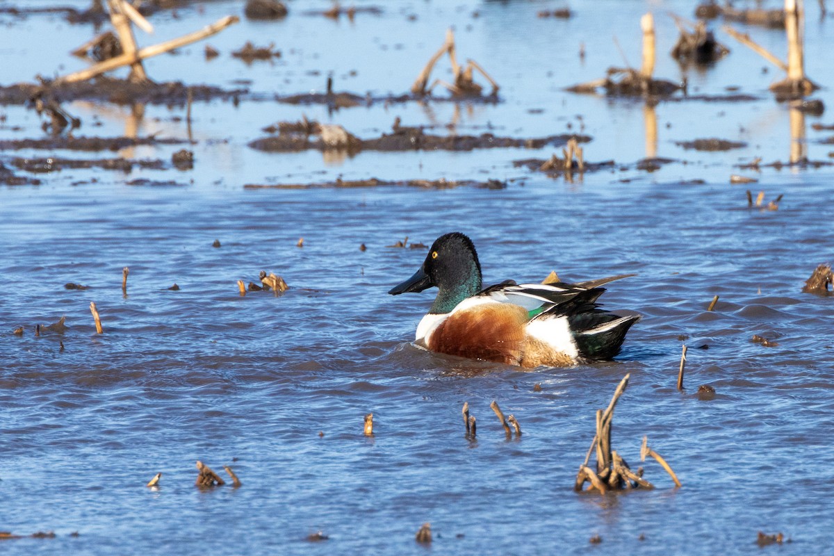 Northern Shoveler - ML618525319