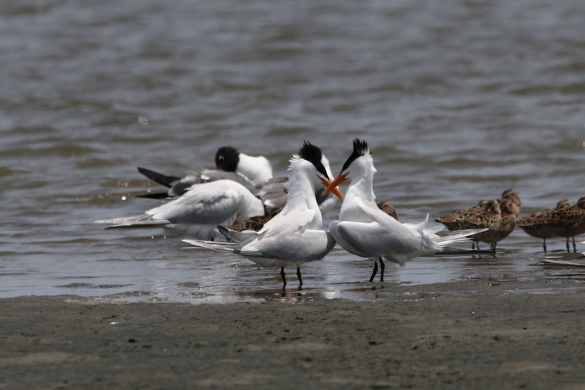 Royal Tern - ML618525331